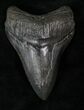 Lower Megalodon Tooth #12913-1